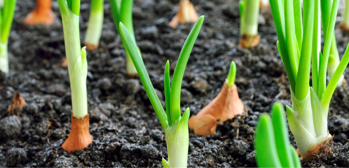 Square Foot Gardening